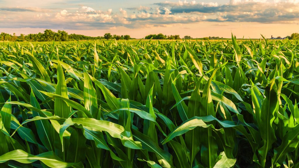 AI in Agriculture
