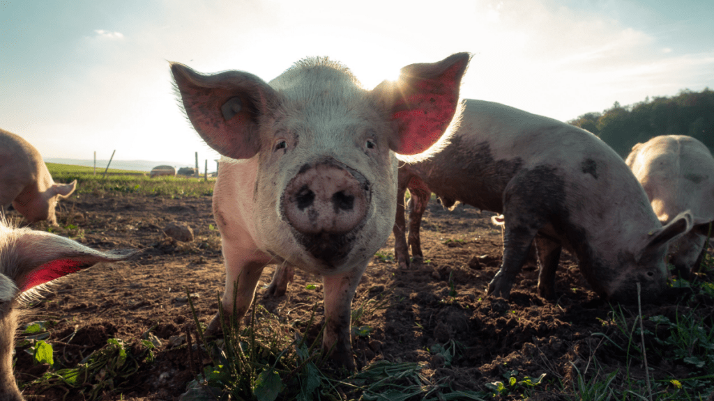 Biosecurity, Swine Flu, and AI